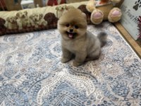 Tedy Bear Pomeranian Boo Pupy