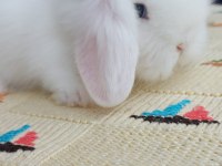Lop tavşanı