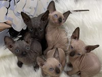 Sphynx sfenks tüysüz dişi erkek yavru
