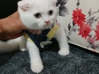 İki aylık yavru kedi bir dişi bir erkek