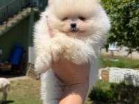 Sağlık Ve Irk Garantili Pomeranian Boo Ayıcık