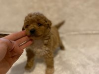 MİKRO BOY TOY POODLE BEBEKLERİM