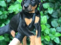 HARİKA DİŞİ DOBERMAN BEBEKLER