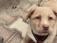Golden Retriever 3 Aylık Dişi