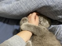 Yakışıklı british shorthair oğluma yuva arıyorum