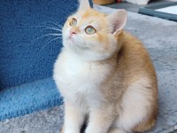 Full Şecereli Golden British Shorthair