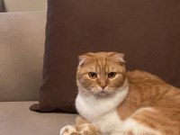 Scottish fold cins kedimizi sahiplendirme