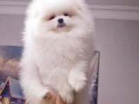 Erkek Dişi Show Kalite Pomeranian Yavrusu