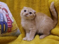 Scottish Fold erkek yavru uygun