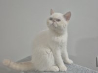 Exotic Shorthair Red Point Dişi