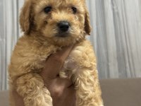 Orijinal Poodle yavrular