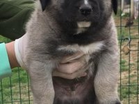 Kangal sahiplendirilecek