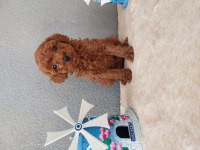 Toy poodle yavrularımız