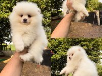 A+ kalite Pomeranian yavrularımız 81 ile gönderilir