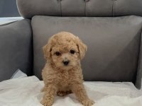 Orijinal Teacup Maltipoo