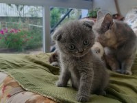 Scottish fold kedicikler
