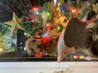 Yılbaşı çiçeklerimiz toy poodle bebekler