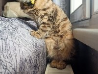 Kedi sahiplendirme tekir