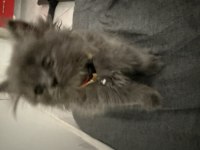 2 aylik British Longhair