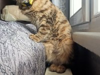 Kedi sahiplendirme tekir