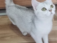 Ücretsiz sahiplendirme kedimiz