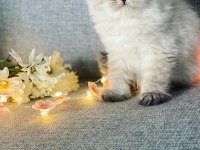Efsane güzellik british longhair