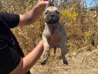 EL PRESA CANARİO PUPPİES