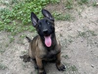 A Kalite Erkek Ve Dişi Belçika Malinois