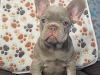 SECERELİ ANNE BABADAN IRK VE SAĞLIK GARANTİLİ FRENCH BULLDOG