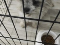 Clam İskoç terrier