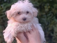 Maltese bebek köpeklerimiz