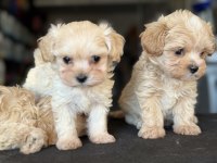 Yasal ruhsatlı çiftlikden maltipoo yavrular