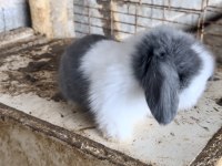 HOLLANDA TAVŞANI TEDDY BLUE VE BEYAZ MAVİ GÖZ