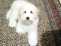 6 Aylık dişi maltipoo