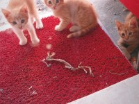 Kedi üç aylık
