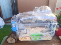 HAMSTER VE YUVASI