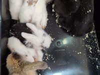 Yavru lop tavşan