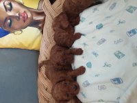 Toy poodle erkek