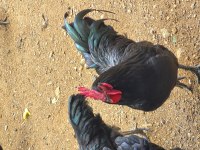 Astrolop Horozlar Sahıplendırılecektır