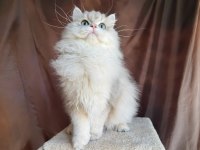 Gri british longhair yakışıklı
