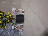 Köpeğimizde Kusur Aramayın Bulamazsınız