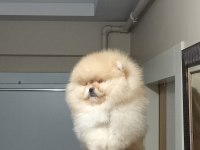 Üst kalite sıfır burun orijinal pomeranian boo