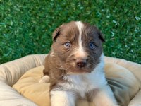 Oyuncu border collie yavrularımız!