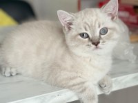 Değerinin Altında British Shorthair