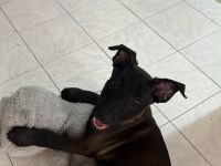 Belçika malinois yavrularımız 