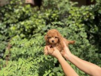 Kore Kan Aşılı Poodle Bebekler