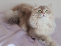 British Longhair (Blh) Erkek Cana Yakın Uysal