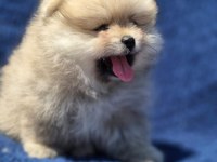 Dişi Ayı Surat Pomeranian Boo