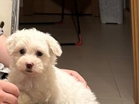 Maltese Terrier 3 Aylık Oğlum