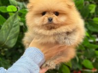 Safkan orjinal pomeranian boo şecereli yavrular